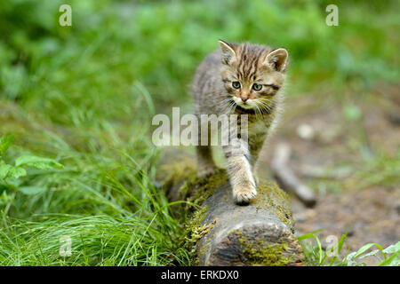 Wildcats européenne (Felis silvestris silvestris), marche sur tronc d'arbre, Langenberg, Langnau, Suisse Banque D'Images