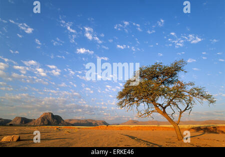 Camelthorn tree (Acacia erioloba) le soir dans une rivière à sec, au bord de la partie sud du désert du Namib, Namibie Banque D'Images