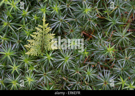 (Spikemoss Selaginella spec.) sur mousse Polytric Polytrichum commune (commune), de l'Ems, Basse-Saxe, Allemagne Banque D'Images