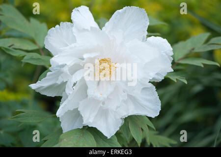 La pivoine (Paeonia suffruticosa arbre 'Godaishu'), de l'Ems, Basse-Saxe, Allemagne Banque D'Images