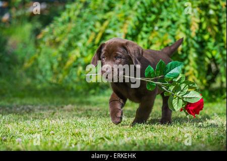 Labrador Retriever chiot Banque D'Images