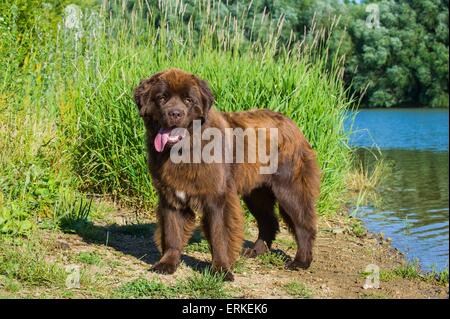 L'article Chien Terre-Neuve Banque D'Images