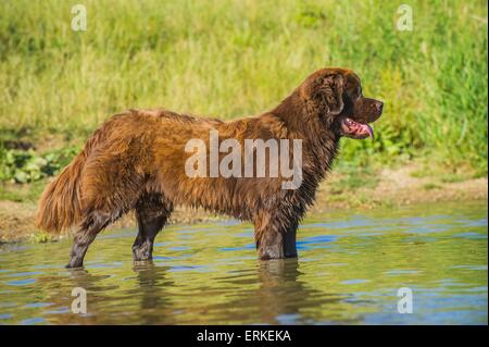 L'article Chien Terre-Neuve Banque D'Images