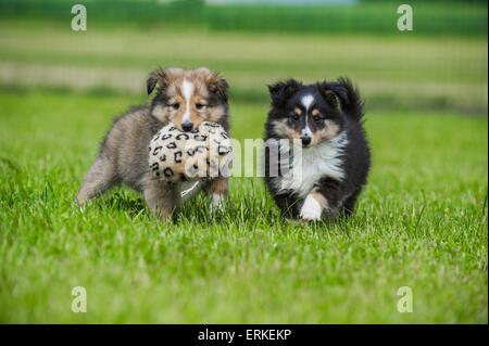 Chiots Shetland Sheepdog Banque D'Images