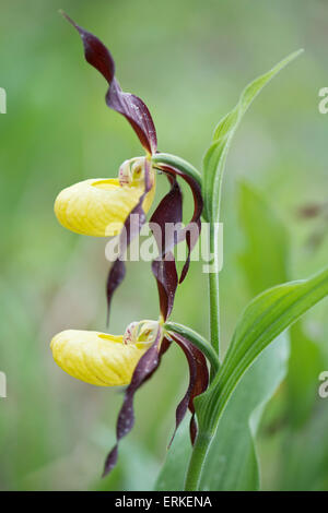 Lady's Slipper Orchid (Cypripedium calceolus), Rothenstein, Thuringe, Allemagne Banque D'Images