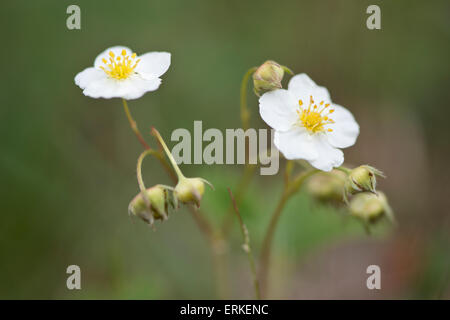 Le fraisier (Fragaria vesca), Rothstein, Thuringe, Allemagne Banque D'Images