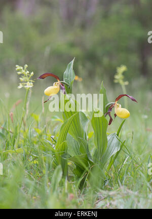 Lady's Slipper Orchid (Cypripedium calceolus), Rothenstein, Thuringe, Allemagne Banque D'Images