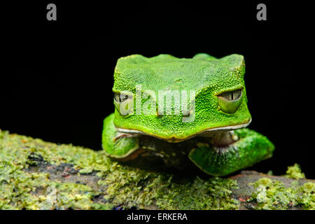 Bordée de blanc grenouille Phyllomedusa vaillantii (feuilles), Amazon rainforest, Parc national Yasuni, en Equateur Banque D'Images