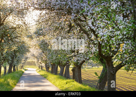 Mainradweg, piste cyclable le long de la Principale, bordée de pommiers en fleurs, près de Mainroth, Mühlheim, Burgkunstadt, Haute-Franconie Banque D'Images