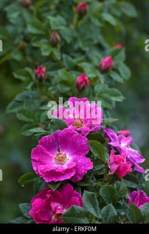 Fleurs et boutons de Wild Rose (Rosa sp.), Bavière, Allemagne Banque D'Images