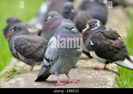 Pigeons domestiques (Columba livia domestica), Allemagne Banque D'Images