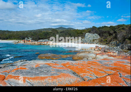 Plage, Baie de Feu, Tasmanie, Australie Banque D'Images