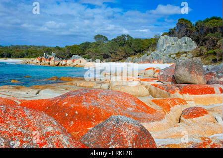 Plage, Baie de Feu, Tasmanie, Australie Banque D'Images