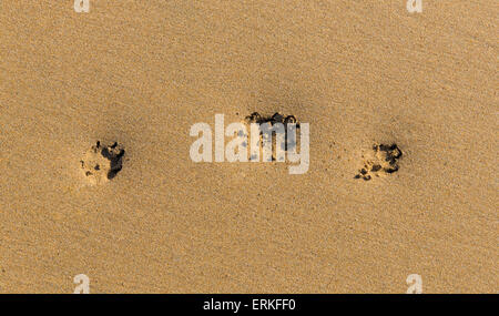 Trois empreintes de paw dans le sable doré sur la plage vierge Banque D'Images