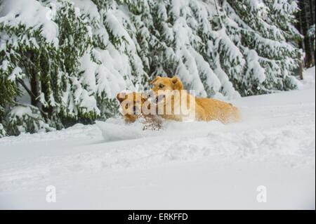 Golden Retriever dans la neige Banque D'Images