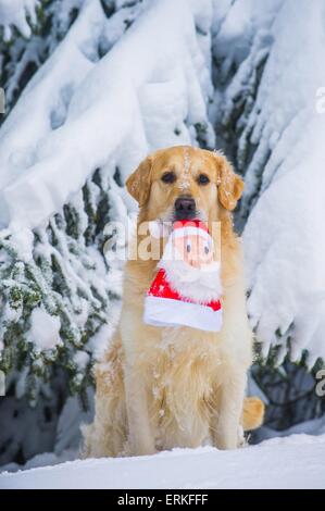 Golden Retriever dans la neige Banque D'Images