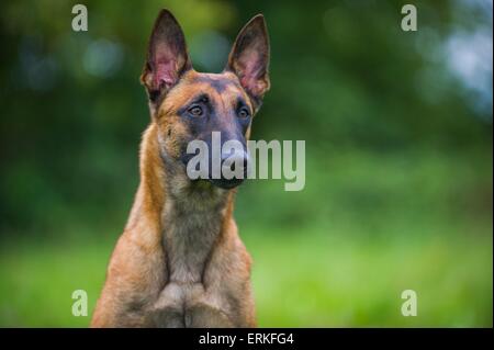 Portrait Malinois Banque D'Images