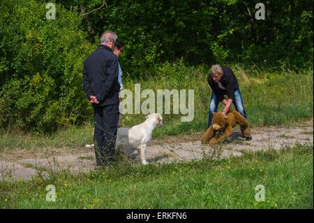 Test de caractère à Golden Retriever Banque D'Images