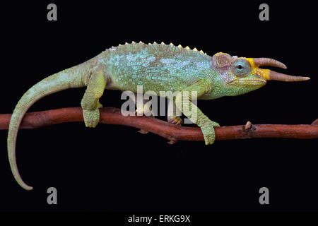 Trois d'Afrique de l'Est (Trioceros jacksonii, horned chameleon merumontanus) Banque D'Images