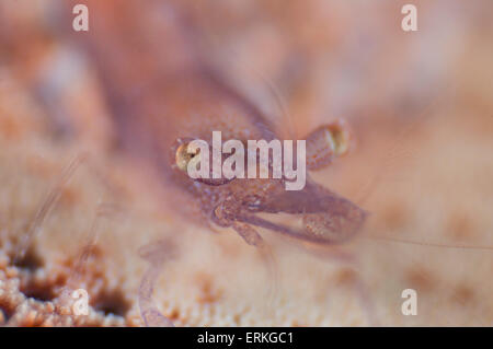 Étoile de mer arrondi de la crevette, Zenopontonia noverca, Close up shot, Parc Tunku Abdul Rahman, Kota Kinabalu, Sabah, Malaisie, Banque D'Images