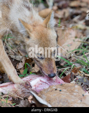 Le Chacal chacal doré indien / l'alimentation et l'extraction à un cerf tacheté carcus Banque D'Images