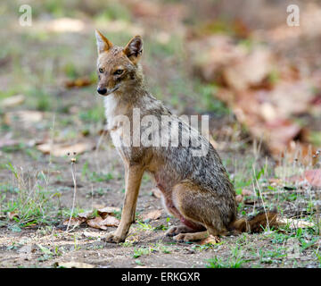 Chacal indien / Golden Jackal assis et regarder Banque D'Images