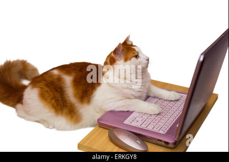La chatte sur un ordinateur les images numérisées rose sur Internet Banque D'Images