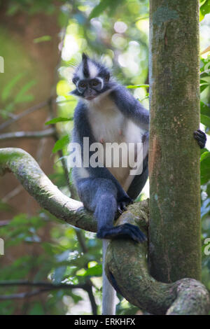 La feuille, au nord de Sumatra singe écureuil thomasi, parc national de Gunung Leuser, nord de Sumatra, en Indonésie. Banque D'Images
