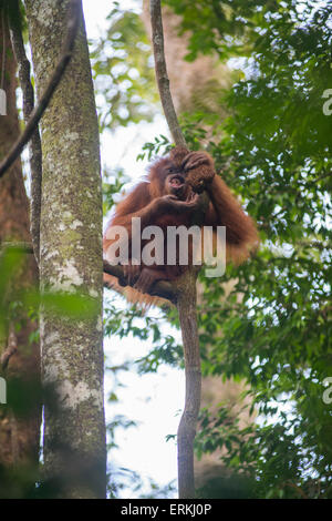 Les jeunes orang-outan, Pongo abelii de Sumatra, dans l'arbre se nourrit de termites au parc national de Gunung Leuser, nord de Sumatra, en Indonésie. Banque D'Images