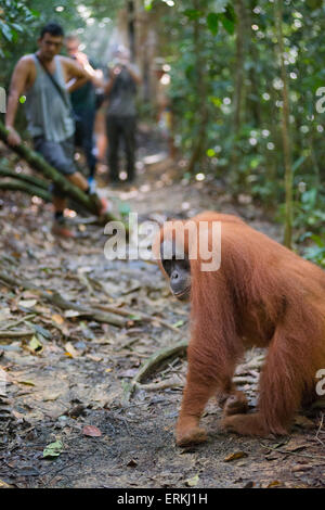 L'orang-outan, Pongo abelii de Sumatra, avec des touristes au parc national de Gunung Leuser, nord de Sumatra, en Indonésie. Banque D'Images