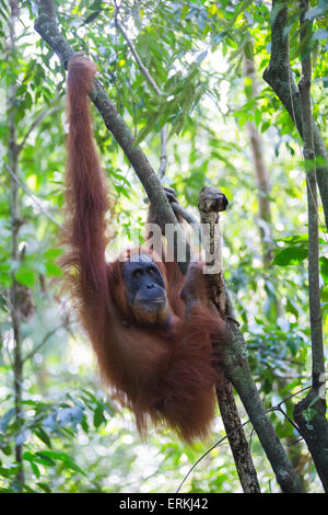 L'orang-outan, Pongo abelii Sumatra, parc national de Gunung Leuser, nord de Sumatra, en Indonésie. Banque D'Images