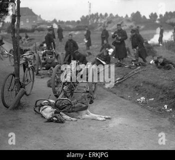 Pistolet belge de chiens prendre un repos sur la route de Hofstade 28 Septembre 1914 Banque D'Images