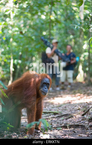 L'orang-outan, Pongo abelii de Sumatra, avec des touristes au parc national de Gunung Leuser, nord de Sumatra, en Indonésie. Banque D'Images