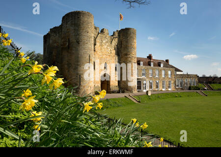 Tonbridge Castle de jonquilles, Tonbridge, Kent, Angleterre, Royaume-Uni, Europe Banque D'Images