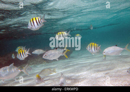 Poissons multicolores nager paisiblement à Stingray City, un sanctuaire où il est possible de voir des espèces rares comme les raies, Antigua Banque D'Images