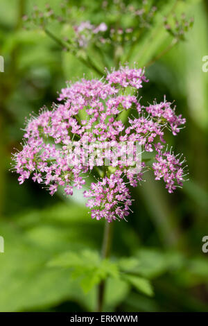 Fleurs roses délicates dans la tête de l'umbellifer, Chaerophyllum hirsutum 'Roseum' Banque D'Images