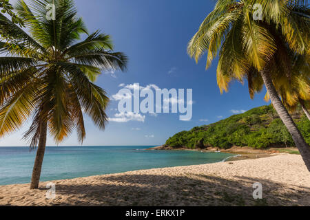 Palmiers prospérer sur la belle plage de tortue imbriquée qui abrite l'un des plus luxueux resorts dans les Caraïbes, Antigua Banque D'Images