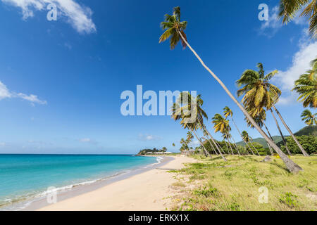 Les cocotiers qui s'étend vers la mer des Caraïbes près de Carlisle Bay. Antigua, les îles sous le vent, Antilles, Caraïbes Banque D'Images