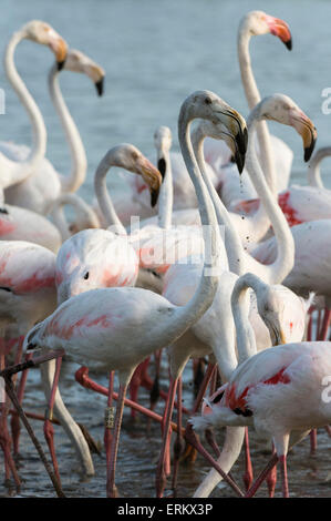 Flamant rose (Phoenicopterus roseus), Camargue, Provence-Alpes-Côte d'Azur, France, Europe Banque D'Images