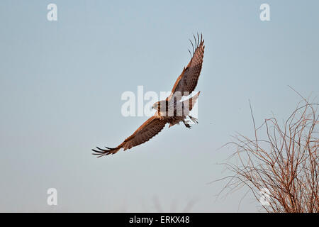 La buse à queue rousse (Buteo jamaicensis) en vol, Bosque del Apache National Wildlife Refuge, New Mexico, USA Banque D'Images