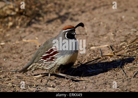 De Gambel Callipepla gambelii (caille), homme, Bosque del Apache National Wildlife Refuge, New Mexico, United States of America Banque D'Images