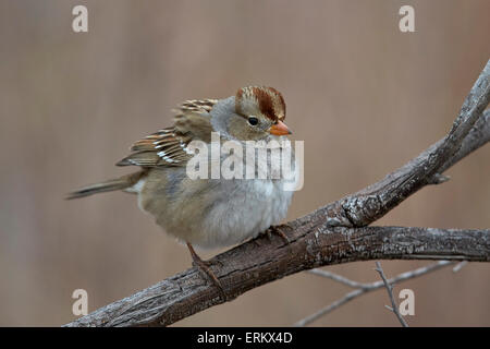 Bruant à couronne blanche (Zonotrichia leucophrys), juvénile, Bosque del Apache National Wildlife Refuge, New Mexico, USA Banque D'Images