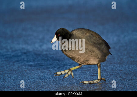 Foulque d'Amérique (Fulica americana) marche sur la glace, Bosque del Apache National Wildlife Refuge, New Mexico, USA Banque D'Images