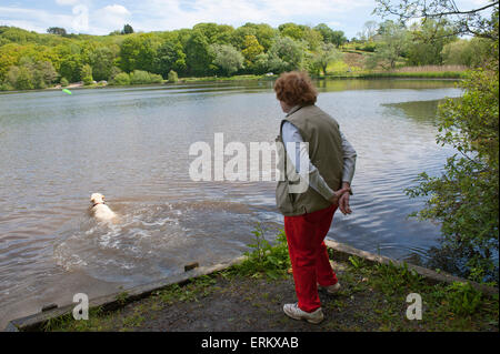 Llandrindod Wells, Powys, au Royaume-Uni. 4e juin 2015. Un chien labrador nage pour un frisby lancée par son propriétaire sur un beau jour ensoleillé chaud au milieu du Pays de Galles. Credit : Graham M. Lawrence/Alamy Live News. Banque D'Images