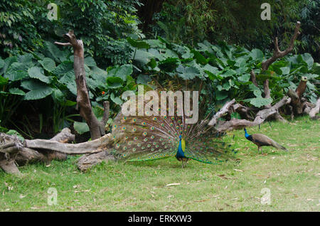 Deux - une queue de paon ouverte au fond de la forêt tropicale dans la jungle Banque D'Images