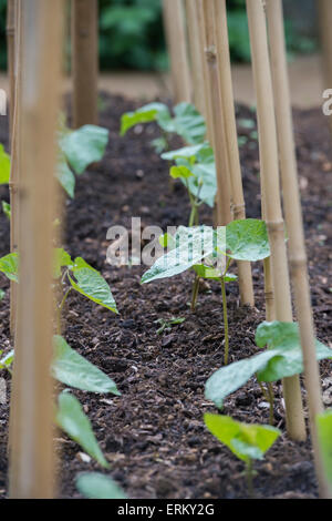 Phaseolus coccineus. Bean Runnner plantes croissant contre cannes de bambou dans un jardin de légumes de printemps. UK Banque D'Images