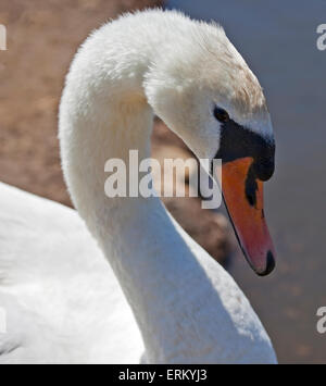 Mute Swan (Cygnus olor), Abbotsbury Swannery, Dorset, Angleterre Banque D'Images