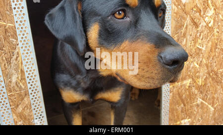 Rottweiler Banque D'Images