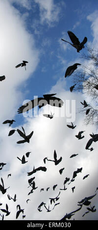 Pigeon Banque D'Images