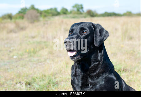 Close up of black Labrador dog outdoors Banque D'Images